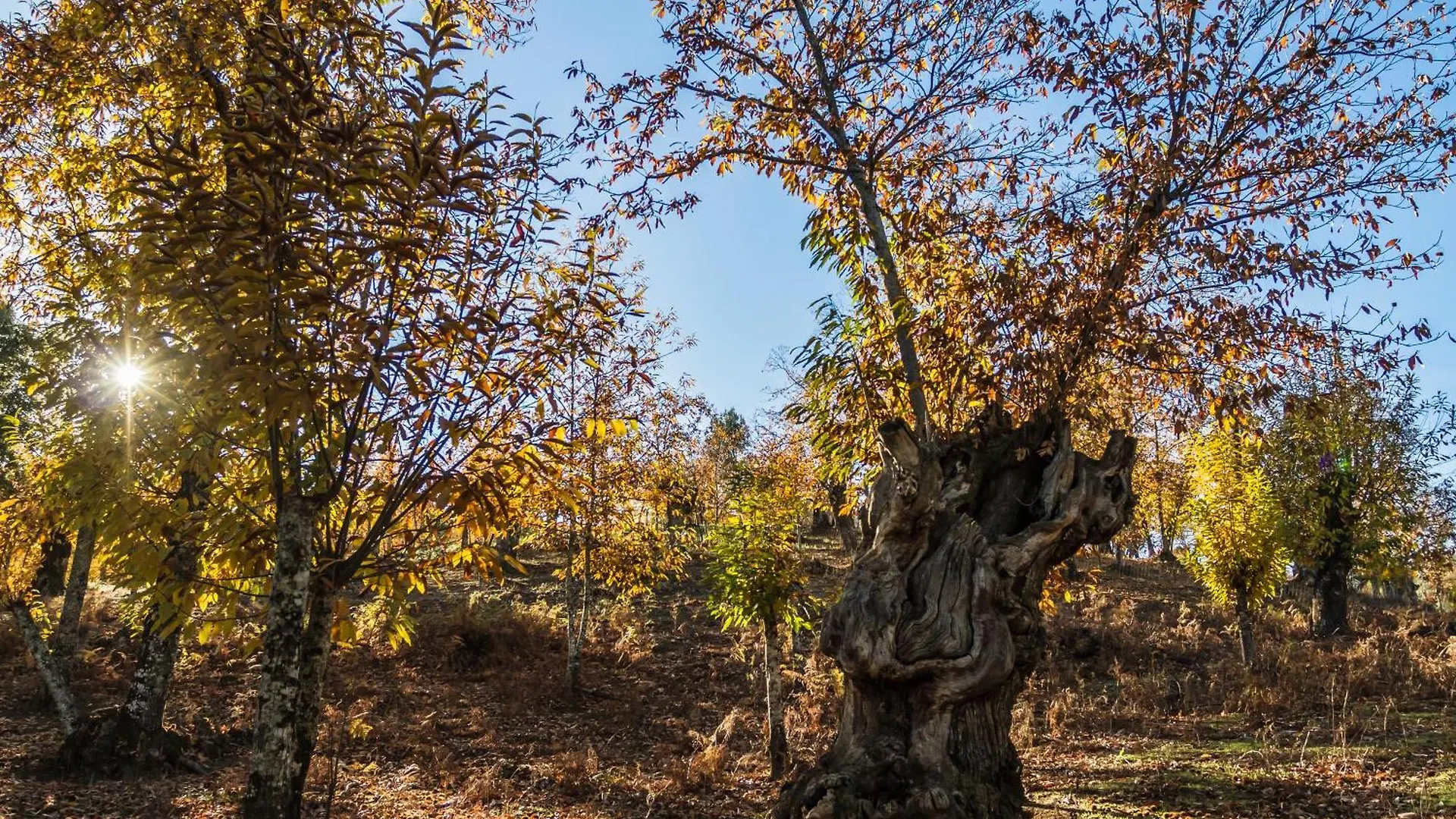 Country house Pozuelo 3 Jabugo Guest House Spain